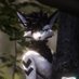 LewdSqueak_AD (@lewdsqueak_ad) Twitter profile photo LewdSqueak_AD (@lewdsqueak_ad) Twitter profile photo