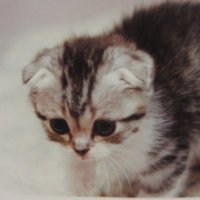 minniecc (@0410minnie) 's Twitter Profile Photo