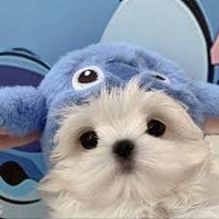 ft ark (@arkfpsx) 's Twitter Profile Photo ft ark (@arkfpsx) 's Twitter Profile Photo