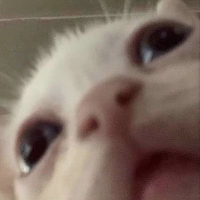 paperwrm's profile picture. 21yo
certified lurker