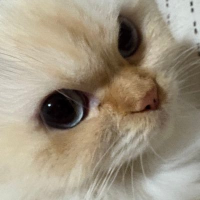 t_nozomi_0406's profile picture. ねこがすきです