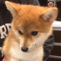 りん (@rinrin_freee) 's Twitter Profile