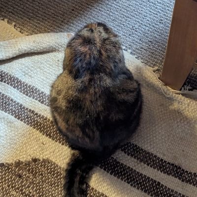 arcadioenjoyer's profile picture. 