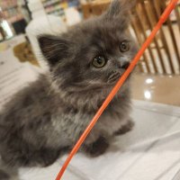 猫のふじまると夫婦の日常 (@fujimal_kun) 's Twitter Profile