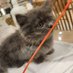 猫のふじまると夫婦の日常 (@fujimal_kun) Twitter profile photo 猫のふじまると夫婦の日常 (@fujimal_kun) Twitter profile photo
