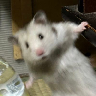 PxRrv's profile picture. @sfggyh3g