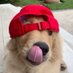 小犬 (@woof_un) Twitter profile photo 小犬 (@woof_un) Twitter profile photo