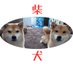 柴犬2姉妹つむぎとひなた (@shibainu2simai) Twitter profile photo 柴犬2姉妹つむぎとひなた (@shibainu2simai) Twitter profile photo
