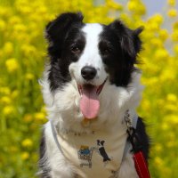 ボーダーコリーのハル (@bcl_haru) Twitter profile photo