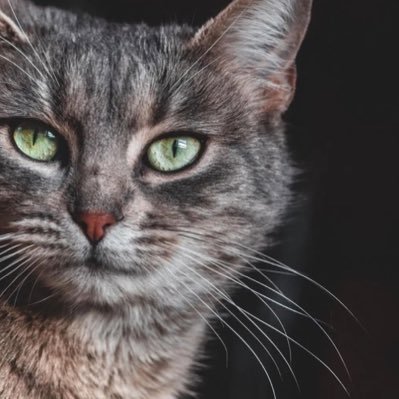 Muhamma25750672's profile picture. Microbiologist | Quaidian 😇