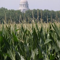 CornRoots (@cornroots) 's Twitter Profile