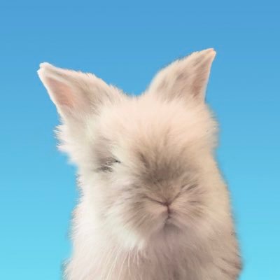 ライオンラビット♂(7ヶ月)のポチくん🐰初心者なのでお友達ができたら嬉しいです✨ 飼い主は写真や絵も好きです〜🌱