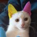 Catt0 (@callmecatt0) Twitter profile photo Catt0 (@callmecatt0) Twitter profile photo