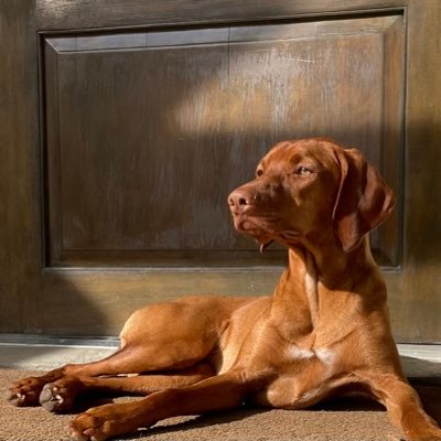 Satchmeaux's profile picture. I see crazy people.