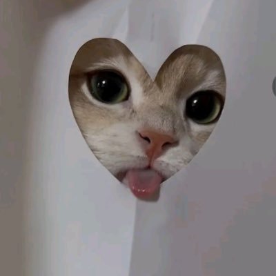 seiyaisnyanko's profile picture. せ 〰️ や 𝗂𝗌 にゃんこ ₍^..^₎ 𐒡 𖤐˒˒