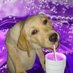 🍇🥤 (@dirtysprite42o) Twitter profile photo 🍇🥤 (@dirtysprite42o) Twitter profile photo