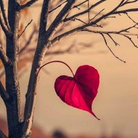 Himalayan (@himalayan888) 's Twitter Profile
