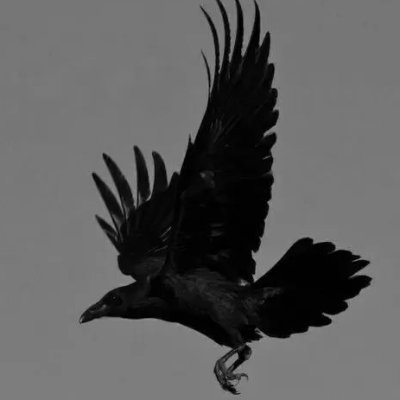 nikoosoliami's profile picture. 