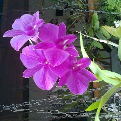 FiorelPaci's profile picture. Estudiante, buscadora de la verdad y la justicia