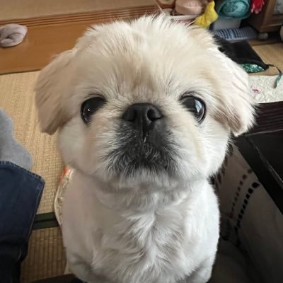 2021.8.18生まれの男の子❗️我が家では2代目のペキニーズです。家族で写真を撮って、オヤジがポストしています。😅