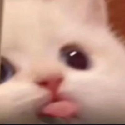 tinygurlss's profile picture. Fangirl 24/7.