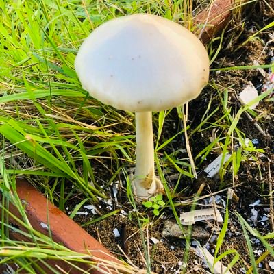 kMlJOWgwaSye4ma's profile picture. 