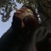 Gnomeshgh (@leticiapachela) Twitter profile photo Gnomeshgh (@leticiapachela) Twitter profile photo
