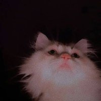 mas R (@mas2_introvert) 's Twitter Profile