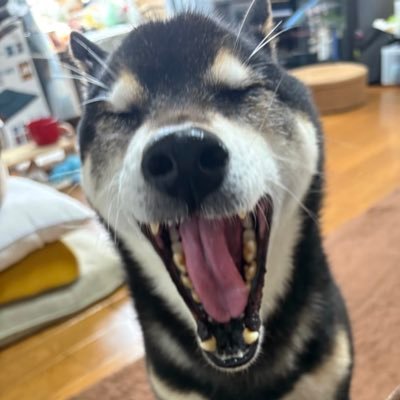 cocochachannel's profile picture. YouTubeにて愛犬＆モンハン動画あげてます🎥
