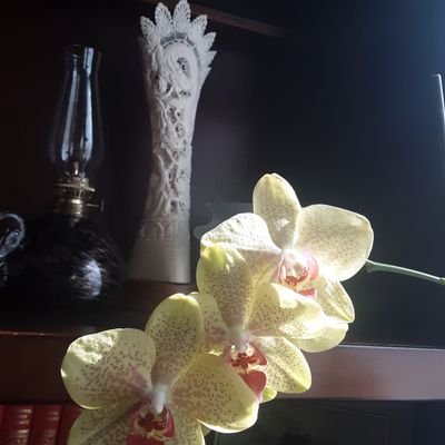 OneaVlad79001's profile picture. Retired USAF, building my own home (no contractors, no mortgage), building with stone, self sufficiency... I'll make the mistakes so you don't have to...