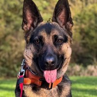 Roar Koenig (@roar) 's Twitter Profile