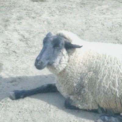 カ ノ コさんのプロフィール画像