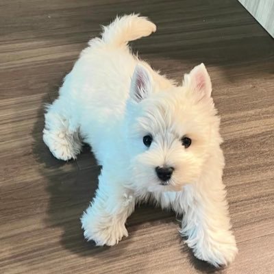 hahhahhonhonhon's profile picture. 