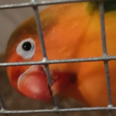 defoa_03's profile picture. He
