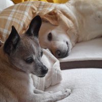 Sandra Prowald (@sprowald55763) 's Twitter Profile