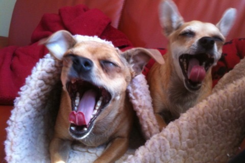 pupinions's profile picture. Zippy & Zoe the adorable Hand Chihuahua sisters, share their opinions and travels with their followers.  Stay Tuned!
