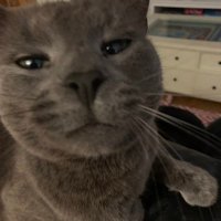 Bob On Sol (@bobonsolana1) 's Twitter Profile