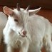 🐐 (@g_jws54) Twitter profile photo 🐐 (@g_jws54) Twitter profile photo