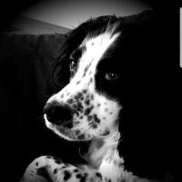 Looby 🇬🇧🇬🇧🇬🇧🦁 (@louisewellings2) 's Twitter Profile