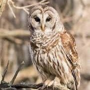 iamkosi_'s profile picture. Determination is the key to success