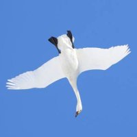 Galactic Railroad Night✝️🇯🇵 (@katsunarics0113) Twitter profile photo