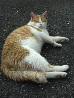 MASA_tamayuraan's profile picture. 趣味とか日常とかを時々つぶやきます。美術（絵画とコミュニュケーションデザイン）、緩くお芝居とか歴史とか好き。そしてオタクです（笑）アニメとか三国とかアメコミとか急につぶやきが増えるかも。フォローはお気軽にどうぞ。