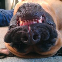 Dani. 🇺🇸 🇬🇧 🎗️ 🇮🇱. 🐾 ☽⚝☾ (@mastiffs4ever) 's Twitter Profile Photo Dani. 🇺🇸 🇬🇧 🎗️ 🇮🇱. 🐾 ☽⚝☾ (@mastiffs4ever) 's Twitter Profile Photo