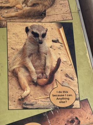 Huskiedog201's profile picture. All or nothing