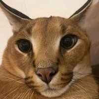 plug (@powerplugg20) 's Twitter Profile