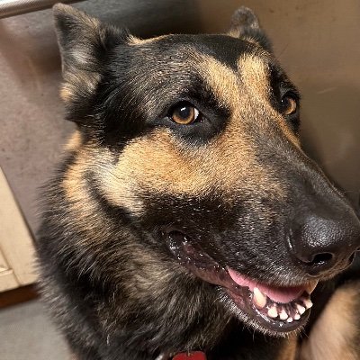 Florida3girl7's profile picture. MAGA.🇺🇸, opinions of Axel GSD,🐊,🇮🇱,🦩