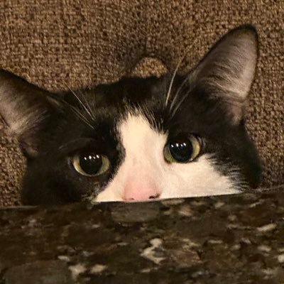 Bandit Profile
