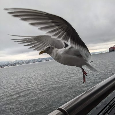 prossably's profile picture. 