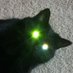 1 Farm cat/day. (@tyoung_5) Twitter profile photo 1 Farm cat/day. (@tyoung_5) Twitter profile photo
