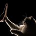 فطومي 😻🐾🐾 (@ftomy2021) Twitter profile photo فطومي 😻🐾🐾 (@ftomy2021) Twitter profile photo